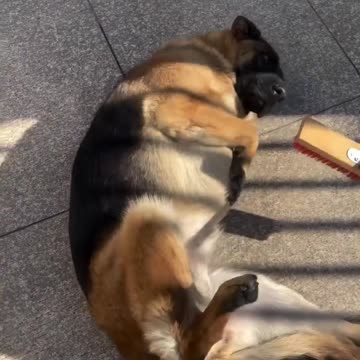 Sharing more everyday moments with German Shepherd