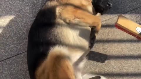 Sharing more everyday moments with German Shepherd