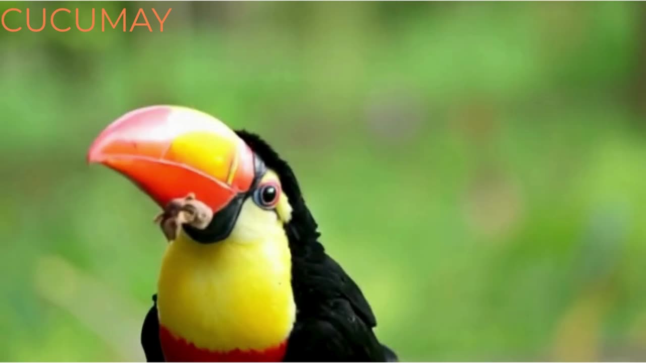 cucumay animation videos