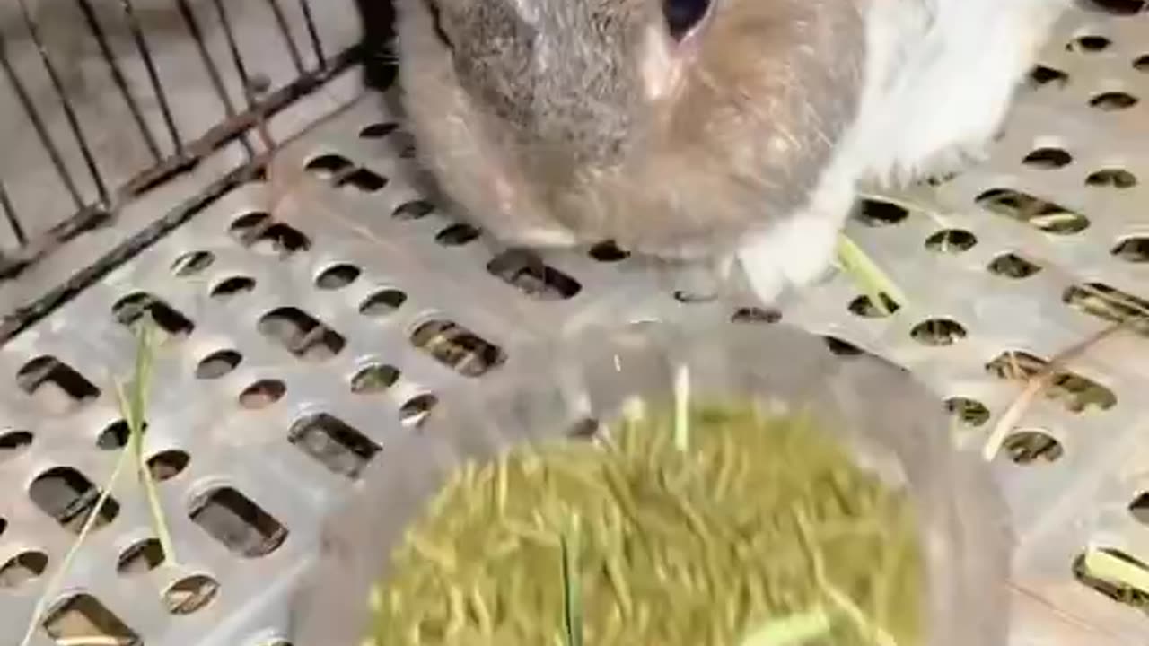 Tantrum