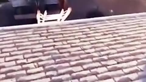 🐶🌆 Just Wanted a Better View to Watch for You! | FunFM
