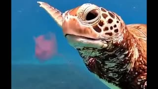 Lunchtime for a turtle 🐢
