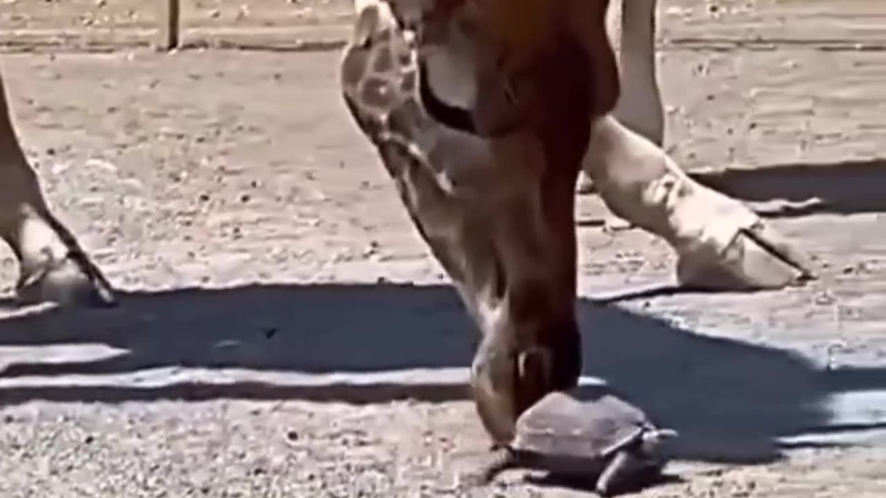 giraffe & turtle – a beautiful moment