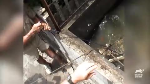 Heart-Pounding Close Call: Steve Irwin vs Massive Crocodile Crocodile Hunter Animal Planet