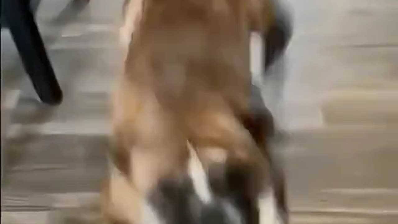 Dogs Doing the Silliest Things – So Funny!