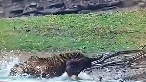 animals دنیای animals that