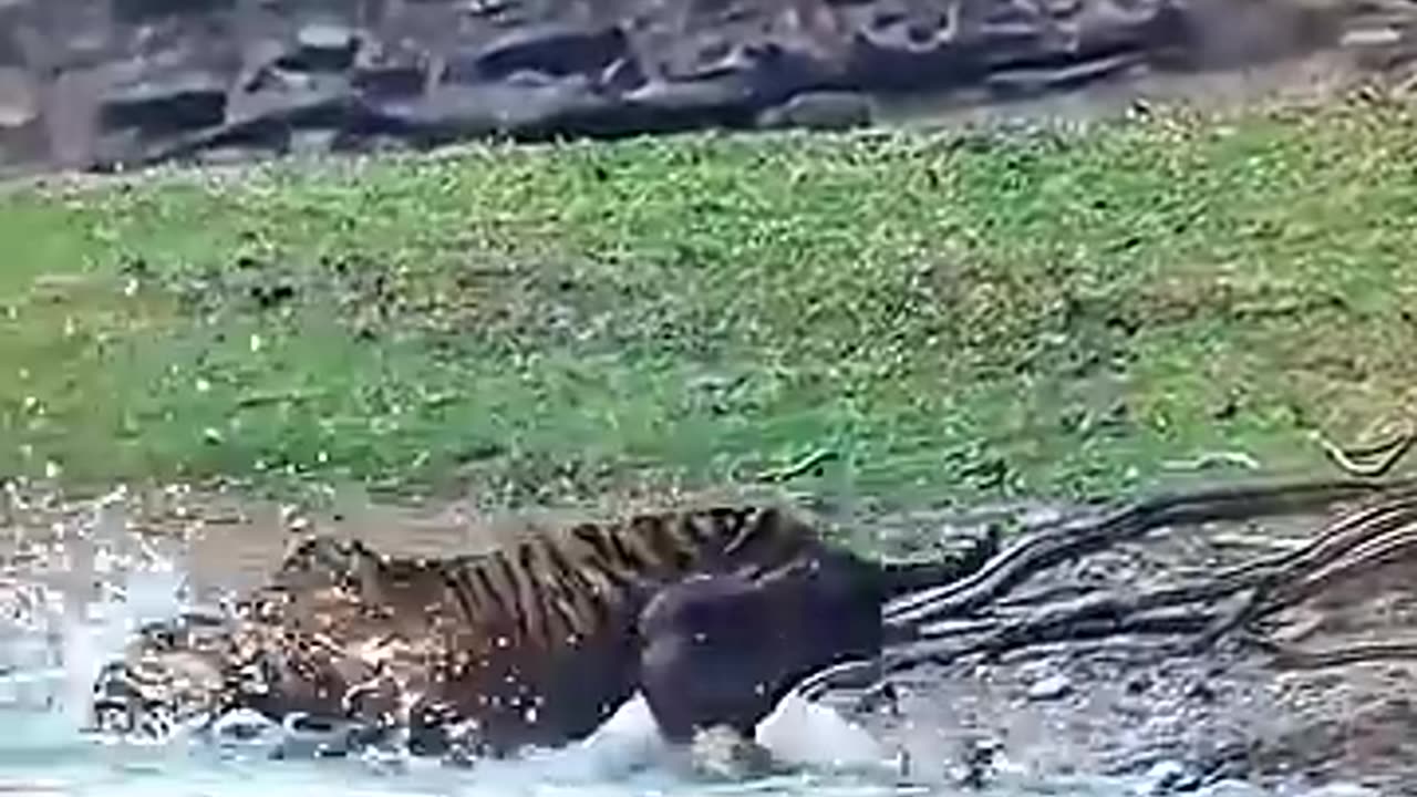 animals دنیای animals that