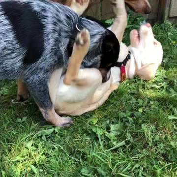 backyard hangout 23908234098