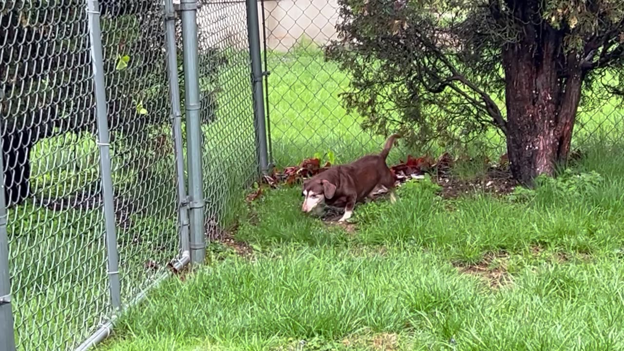 Happy Dog!