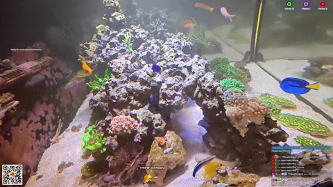 24/7 Real Live Reef Stream
