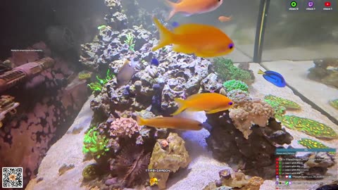24/7 Real Live Reef Stream