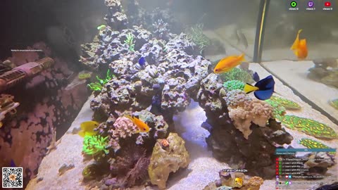 24/7 Real Live Reef Stream