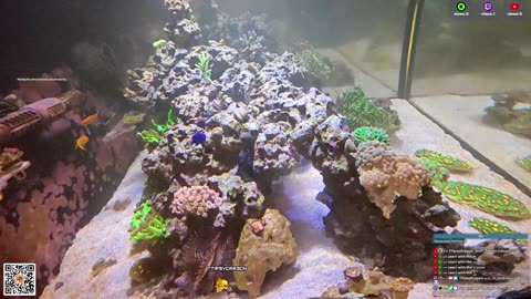 24/7 Real Live Reef Stream