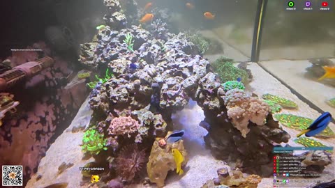 24/7 Real Live Reef Stream