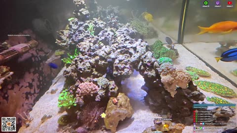 24/7 Real Live Reef Stream