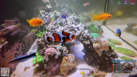 24/7 Real Live Reef Stream