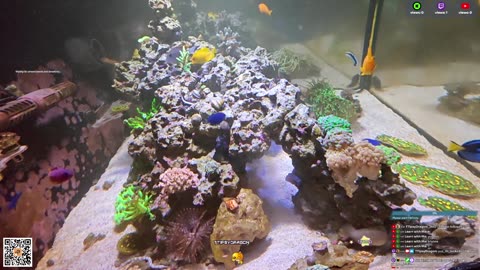 24/7 Real Live Reef Stream