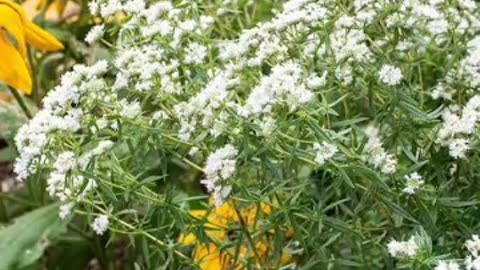 mountain mint