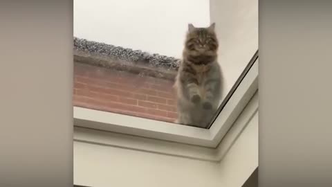 Funny Animals React to Crazy Weather