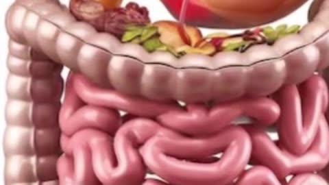 How food is digested