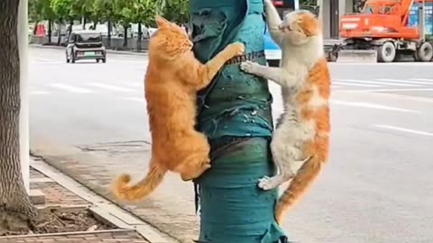 fight street cat