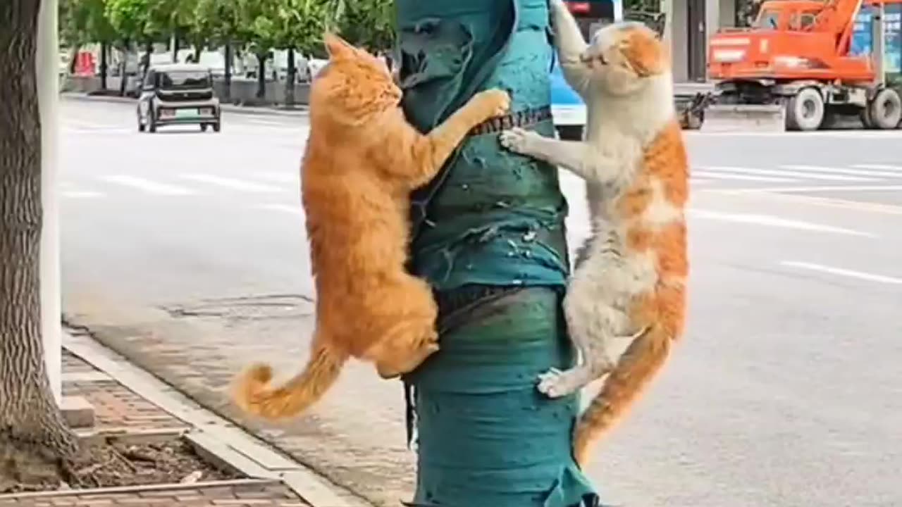 fight street cat