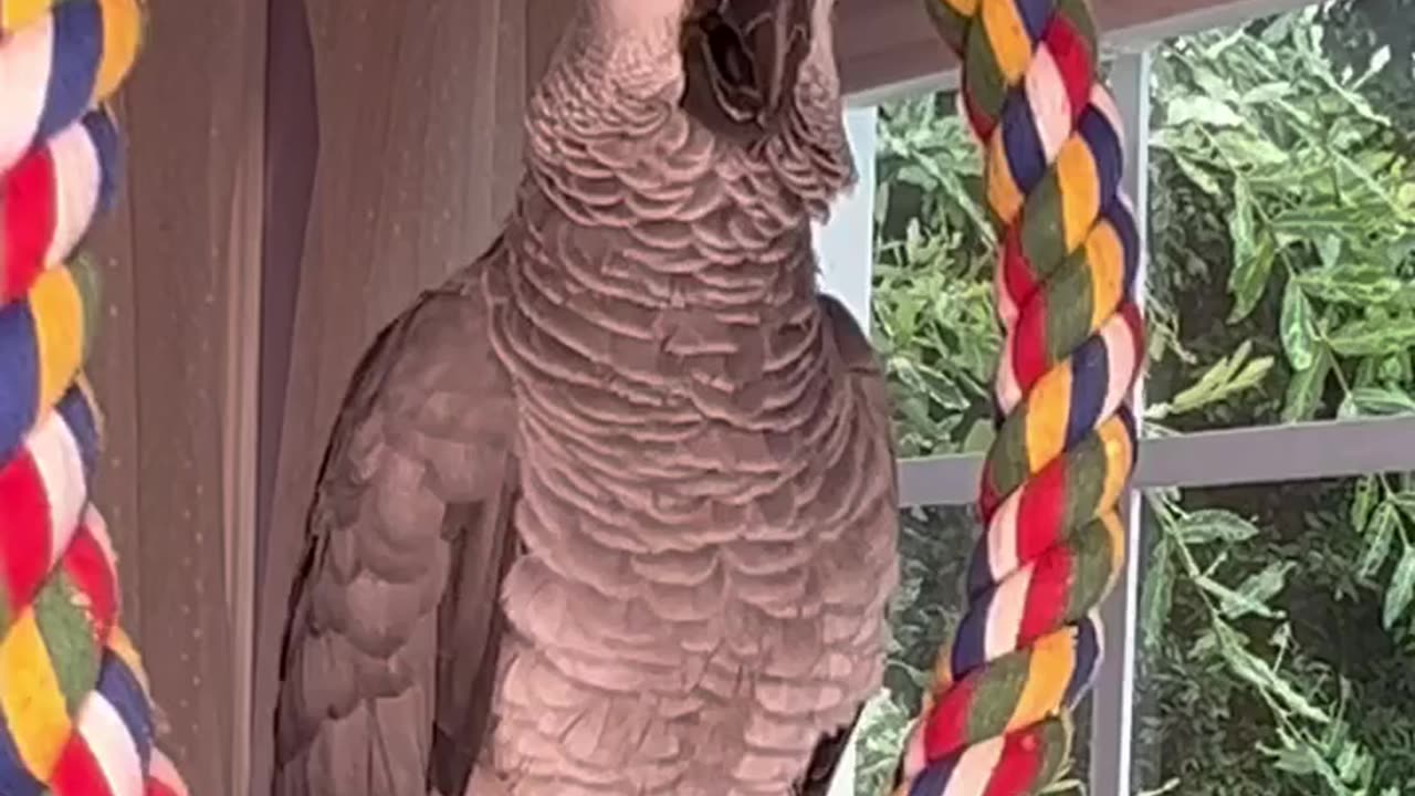 parrot says let’s go for a swim hilarious! 😂