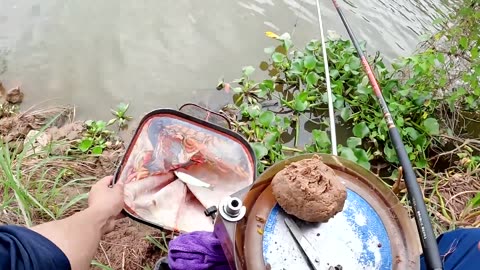 Bream Jigging in Lake Shore Reeds
