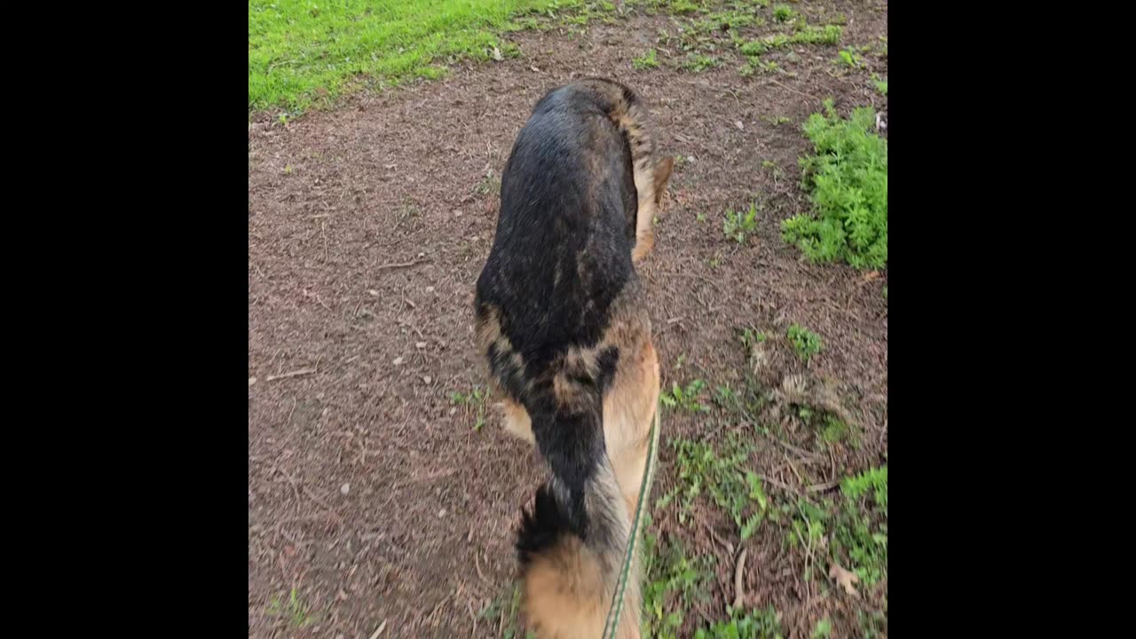Virgil german shepherd