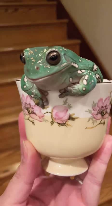 Frog tea?
