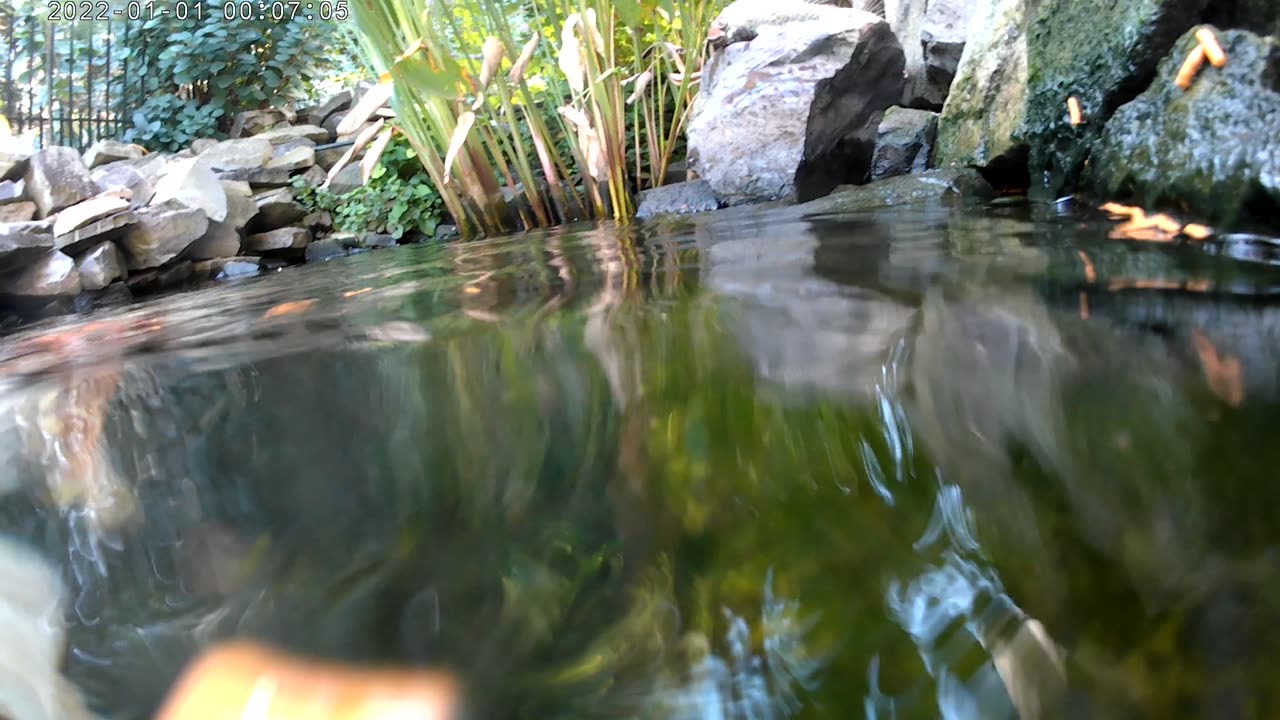 underwater Koi feeding view