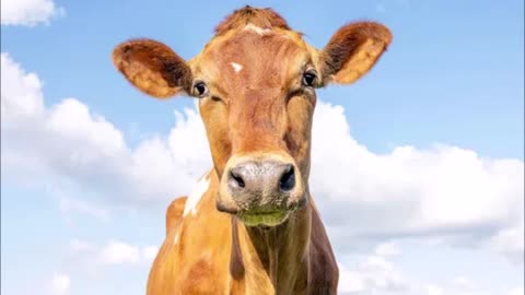 Dr Colleen Cow presents...The Politically Incorrect Guide to The South by Clint Johnson (pt011 of 015)