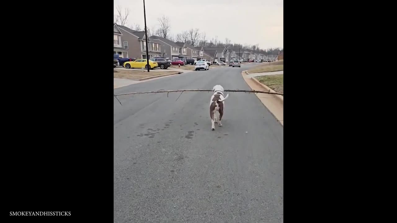 These Dogs Are The Cure For Boring Days 😂