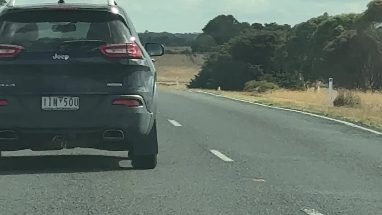 Dog Barking at Cars Passing By