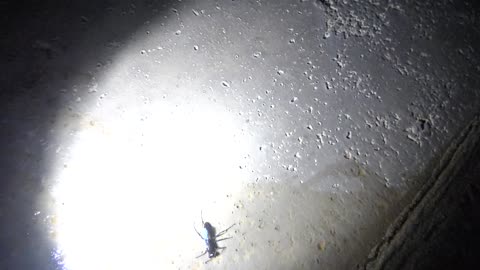 Lovely wasp rescued from pool by the Wendi primate bnkywuv creature