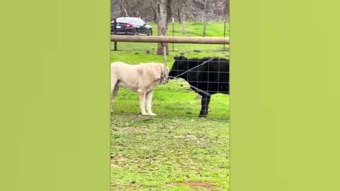 When your pet brings a friend home