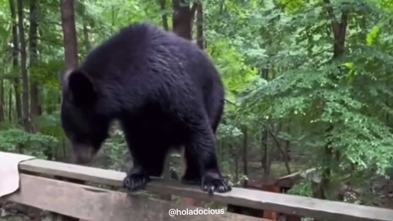 Hood Animal Voiceovers