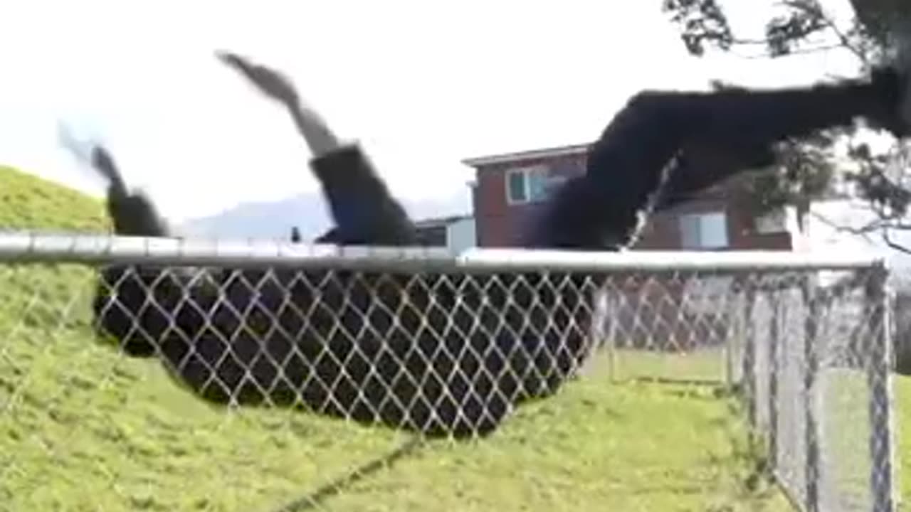 Best jumping animal