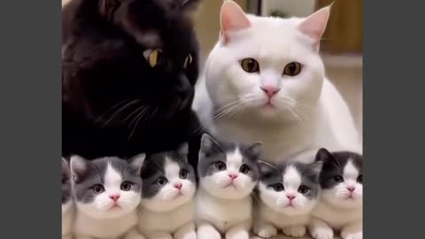 You Think Cats Are Cute? Watch THIS 😹
