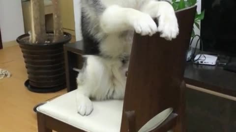 cute husky