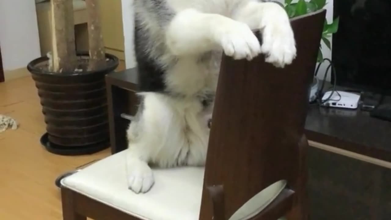 cute husky