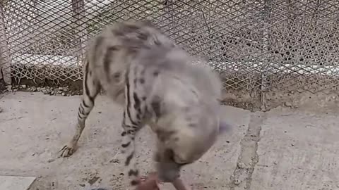 "Watch This Hyena Devour Its Meal! 🦊🍽️"#shorts