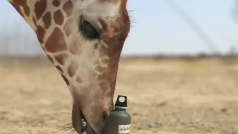 Giraffe Vs Elephant in water