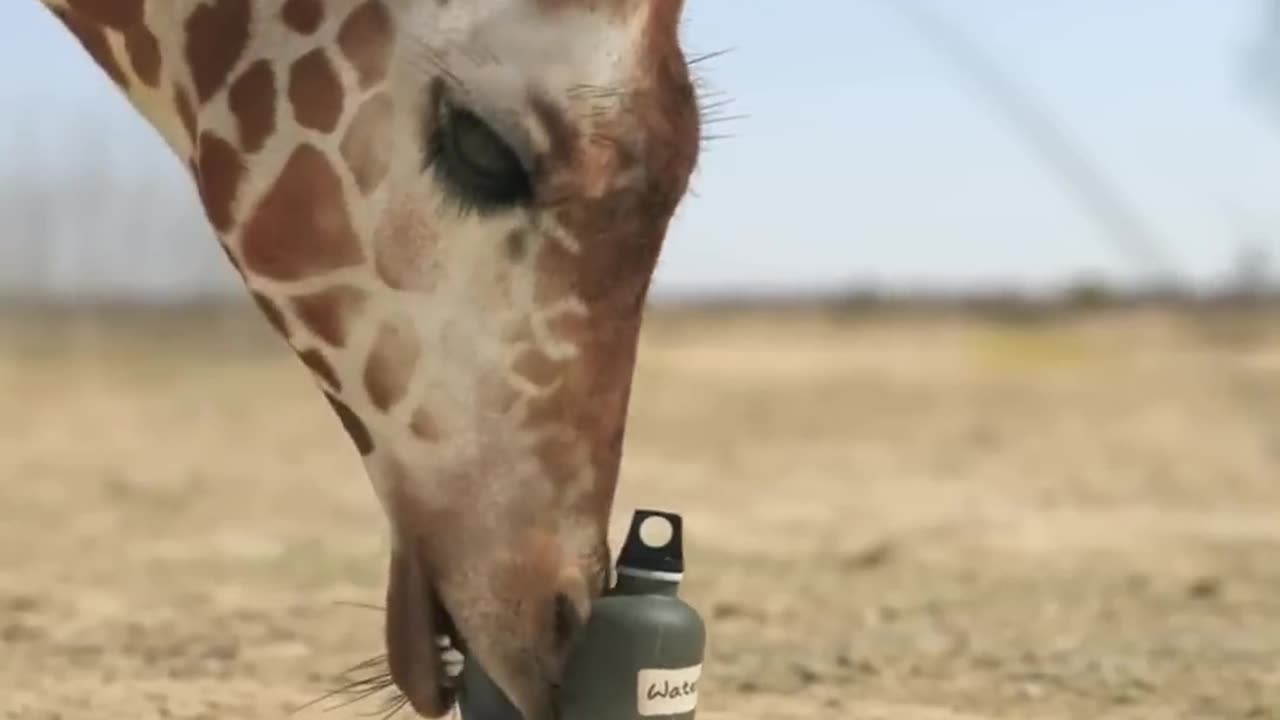 Giraffe Vs Elephant in water
