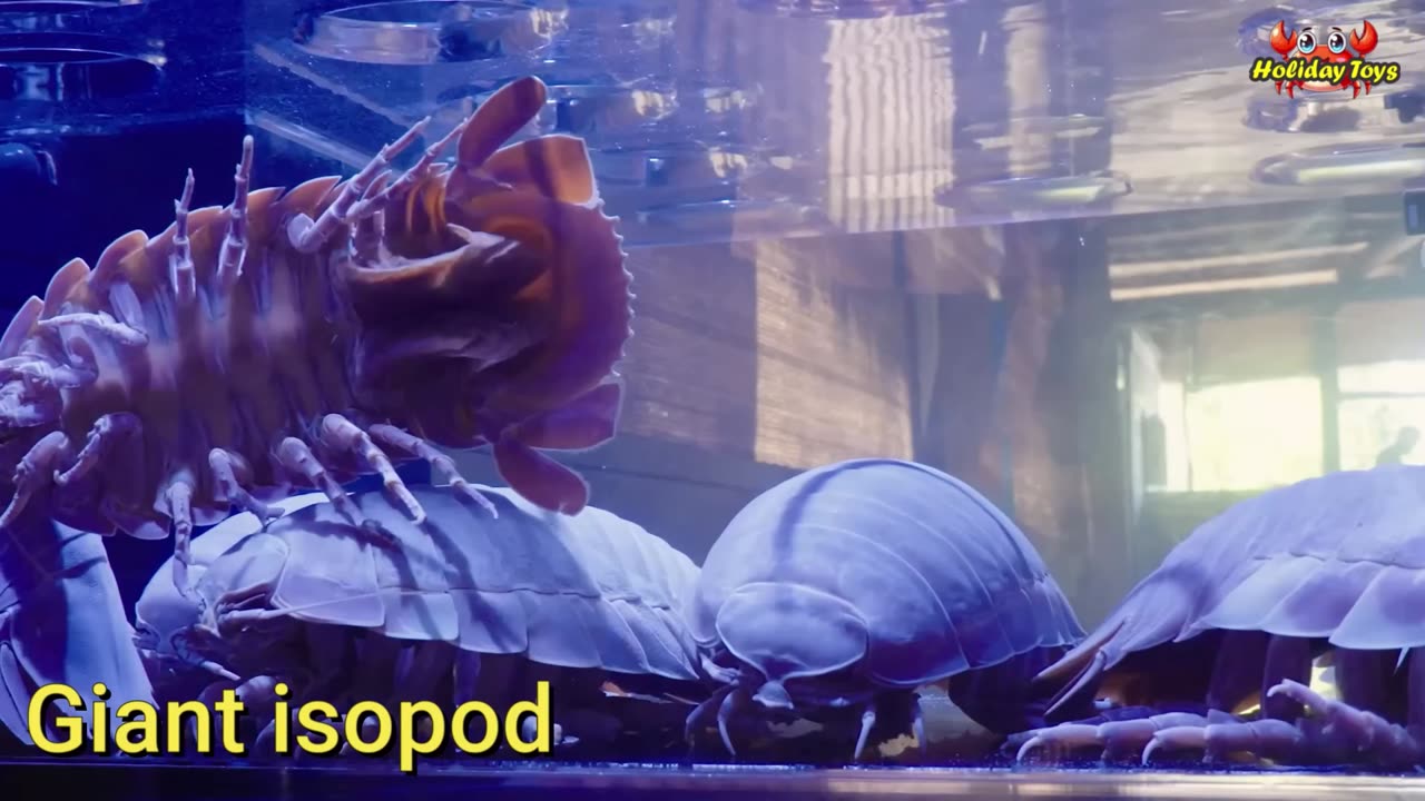 Jellyfish Gather in Calm Sea Water to Avoid Being Swept Away by the Waves