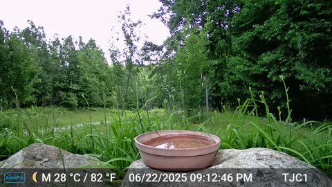 Raccoon Conflict