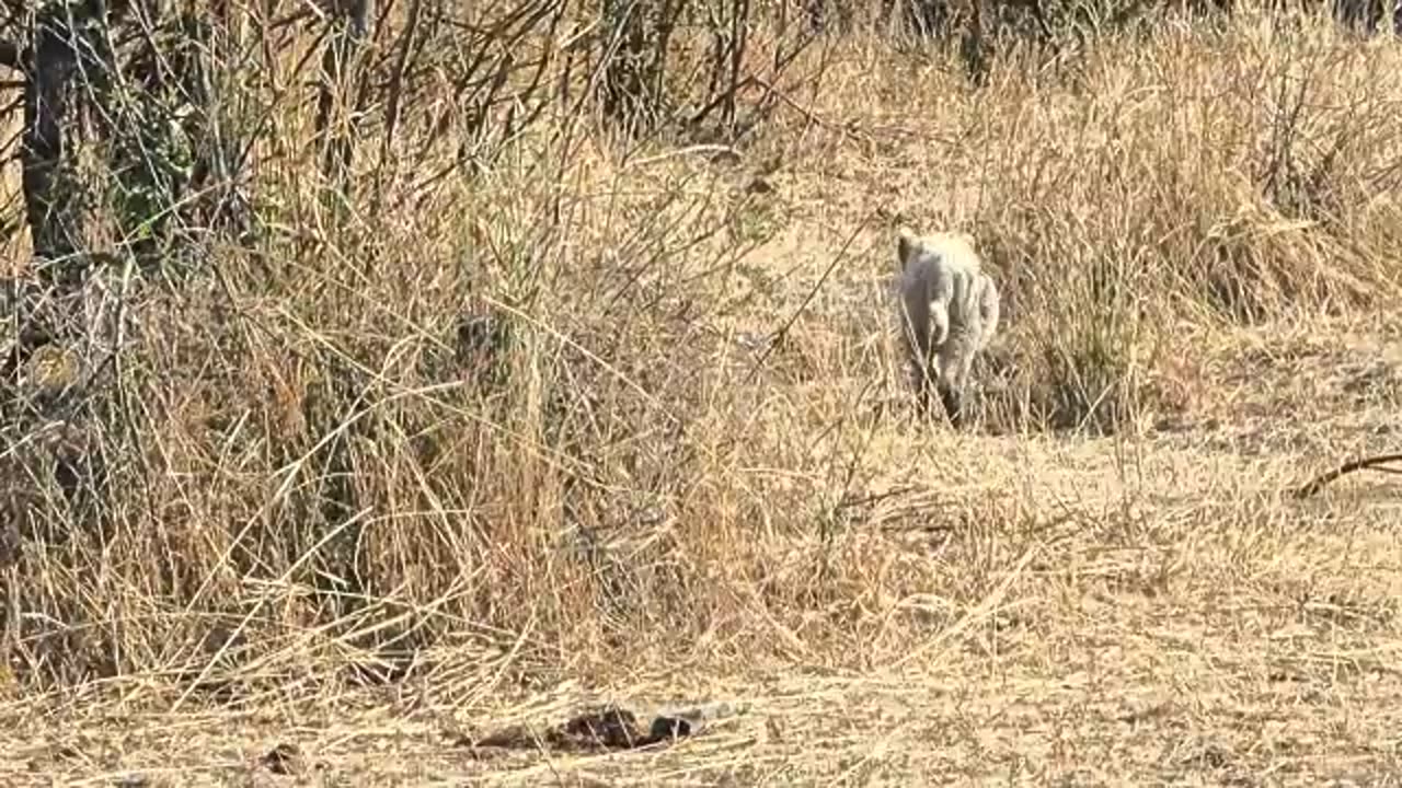 animals