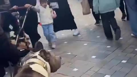 A German girl decides to troll refugees and walks her pitbull in a Muslim area