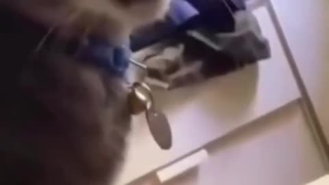 😹 | Cats Smelled Something Weird