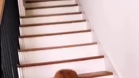 My friends dog vs my dog